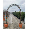 WISTERIA En pot de 35-50 litres forme arche