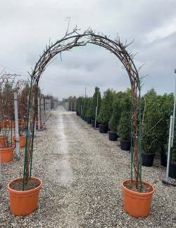 WISTERIA En pot de 35-50 litres forme arche