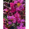 LAGERSTROEMIA RHAPSODY IN BLUE