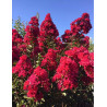 LAGERSTROEMIA DOUBLE FEATURE