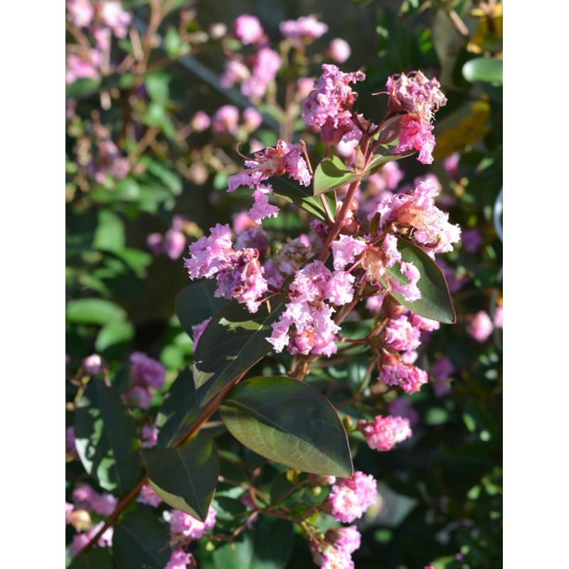 LAGERSTROEMIA MARDI GRAS