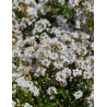 LAGERSTROEMIA PIXIE WHITE