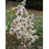 LAGERSTROEMIA WHITE CHOCOLATE