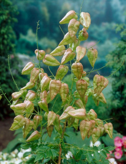 KOELREUTERIA PANICULATA FASTIGIATA