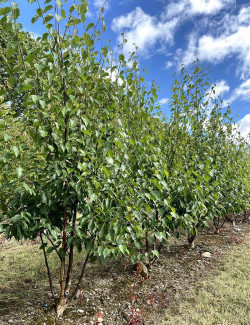 BETULA albosinensis FASCINATION