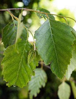 BETULA albosinensis FASCINATION