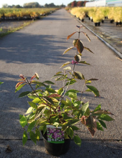 CALLICARPA bodinieri PROFUSION En pot de 4-5 litres