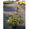 CALLICARPA bodinieri PROFUSION En pot de 4-5 litres