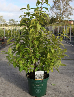 CALLICARPA bodinieri MAGICAL SNOWQUEEN® En pot de 10-12 litres