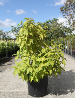 CALLICARPA bodinieri MAGICAL SNOWQUEEN® En pot de 25-30 litres