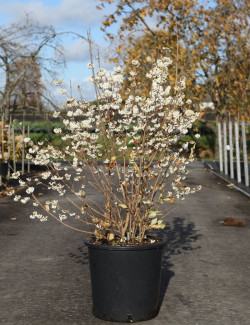 CALLICARPA bodinieri MAGICAL SNOWQUEEN® En pot de 25-30 litres