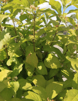 CALLICARPA bodinieri MAGICAL SNOWQUEEN®