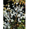 CALLICARPA bodinieri MAGICAL SNOWQUEEN®