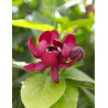 CALYCANTHUS APHRODITE®