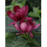 CALYCANTHUS APHRODITE®