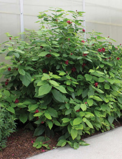 CALYCANTHUS APHRODITE®