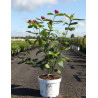 CALYCANTHUS APHRODITE® En pot de 10-12 litres