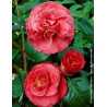 CAMELLIA Jjaponica BELLA LAMBERTI