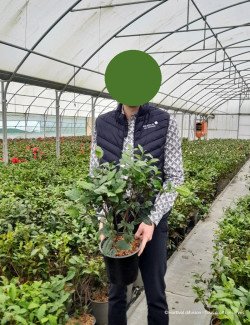 CAMELLIA japonica En pot de 4-5 litres