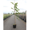 CERCIS canadensis CASCADING HEARTS En pot de 15-20 litres forme baliveau