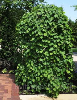 CERCIS canadensis LAVENDER TWIST