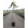 CERCIS canadensis LAVENDER TWIST En pot de 15 litres forme baliveau