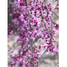 CERCIS canadensis LAVENDER TWIST