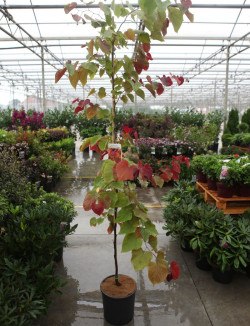 CERCIS CANADENSIS ETERNAL FLAME® En pot de 15-20 litres forme baliveau