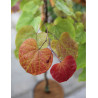 CERCIS CANADENSIS ETERNAL FLAME®