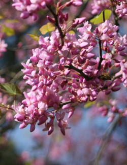 CERCIS CANADENSIS ETERNAL FLAME®