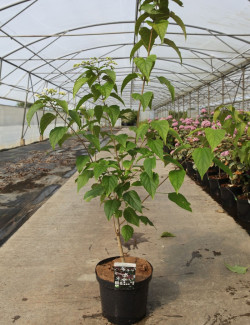 CLERODENDRUM trichotomum FARGESII En pot de 12-15 litres