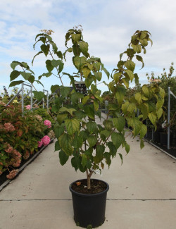 CLERODENDRUM trichotomum FARGESII En pot de 25-30 litres