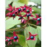 CLERODENDRUM trichotomum FARGESII
