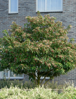 CLERODENDRUM trichotomum FARGESII