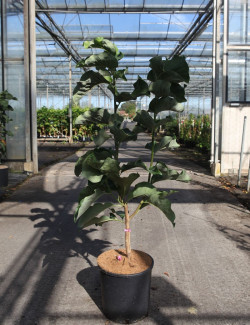 MAGNOLIA DAYBREAK En pot de 12-15 litres