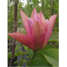 MAGNOLIA DAYBREAK