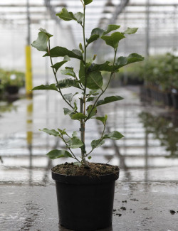 MAGNOLIA GENIE® En pot de 10-12 litres