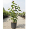 MAGNOLIA GENIE® En pot de 12-15 litres