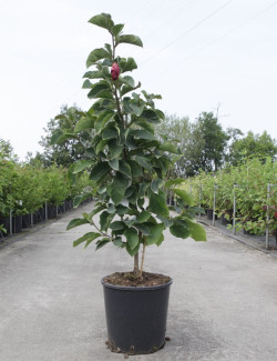 MAGNOLIA GENIE® En pot de 15-20 litres