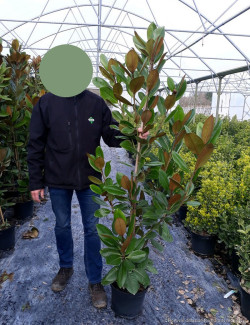 MAGNOLIA grandiflora FRANCOIS TREYVE En pot de 10-12 litres