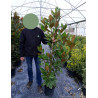 MAGNOLIA grandiflora FRANCOIS TREYVE En pot de 10-12 litres