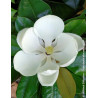 MAGNOLIA grandiflora FRANCOIS TREYVE