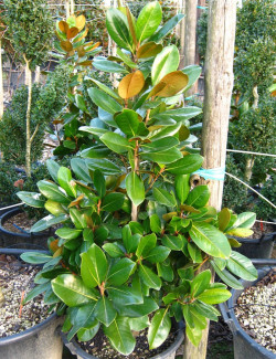 MAGNOLIA grandiflora FRANCOIS TREYVE