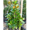 MAGNOLIA grandiflora FRANCOIS TREYVE