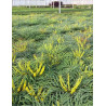 MAHONIA eurybracteata SOFT CARESS
