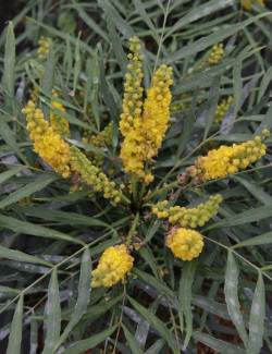 MAHONIA eurybracteata SOFT CARESS
