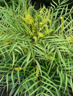 MAHONIA eurybracteata SOFT CARESS