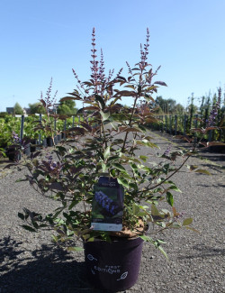 VITEX agnus-castus FLIP SIDE® En pot de 10-12 litres
