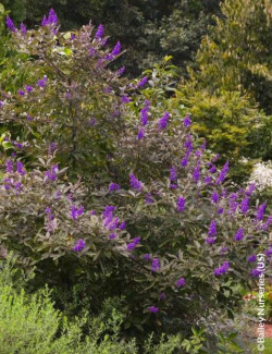 VITEX agnus-castus FLIP SIDE®