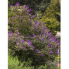 VITEX agnus-castus FLIP SIDE®